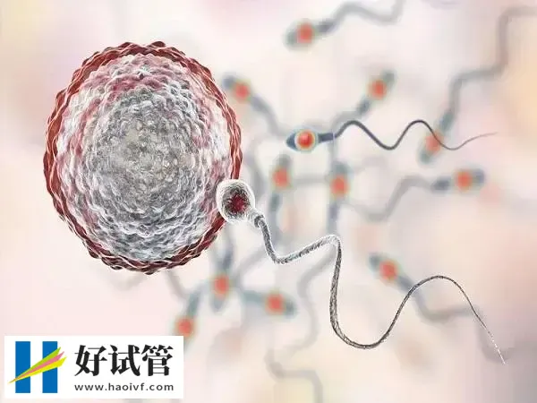 试管胚胎移植后注意哪些事项成功率高(图1)