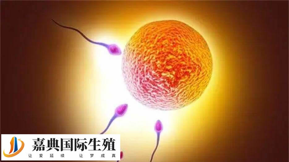 试管基础卵泡几个最好(图2)